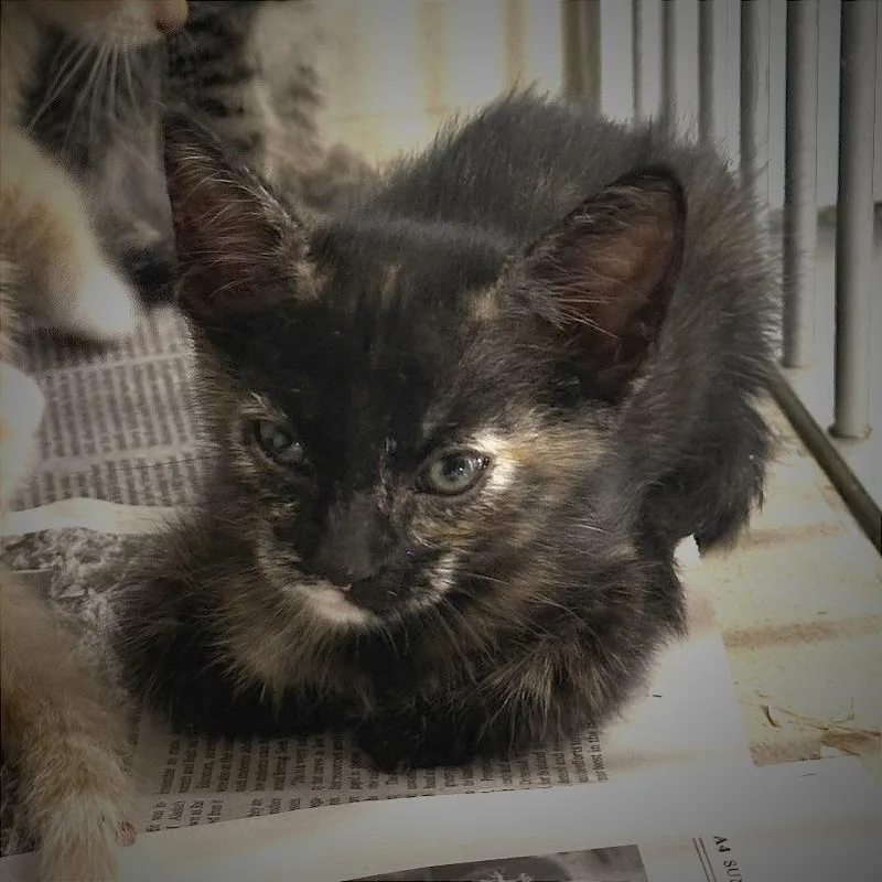 A baby small-sized female Tortoiseshell American Shorthair cat named Ladybug for adoption in Wheeling, IL