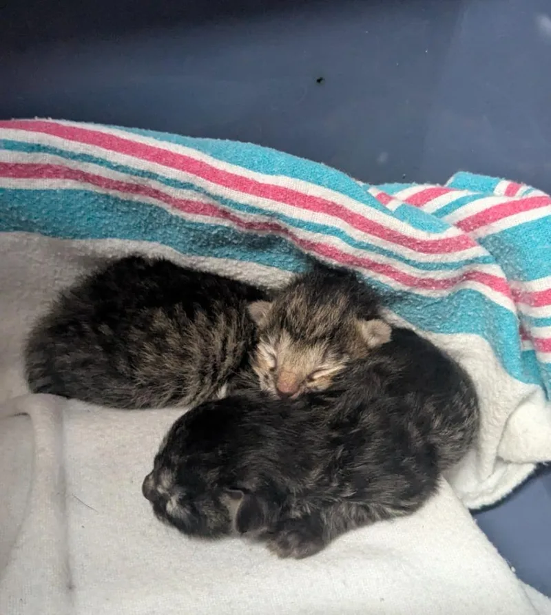 A baby medium-sized male Domestic Short Hair cat named Arrow for adoption in Luling, TX