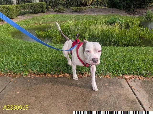An adult large-sized male Mixed Breed dog named Bocelli for adoption in West Palm Beach, FL