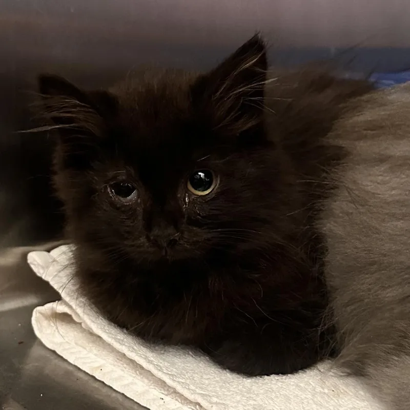 A baby small-sized female Black Domestic Long Hair cat named Petite Cezar for adoption in Rocky Mount, VA