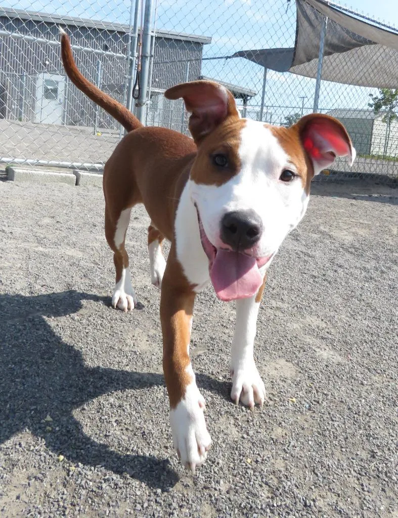 A baby medium-sized male Terrier dog named Tweed for adoption in Van Wert, OH