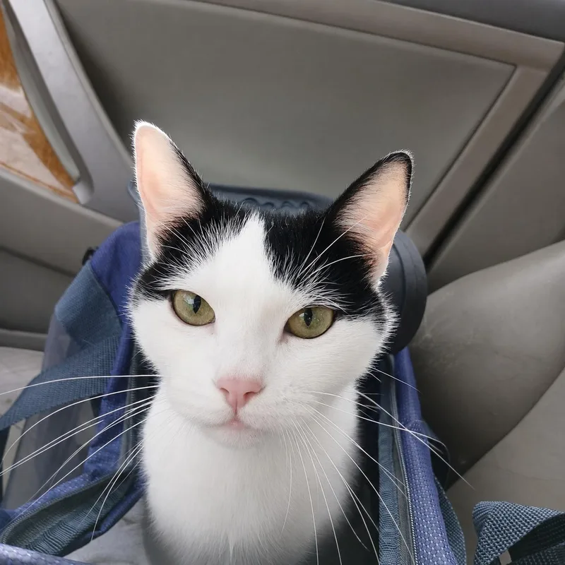 A senior medium-sized female Domestic Short Hair cat named Mini Moo for adoption in Hillsboro, OR