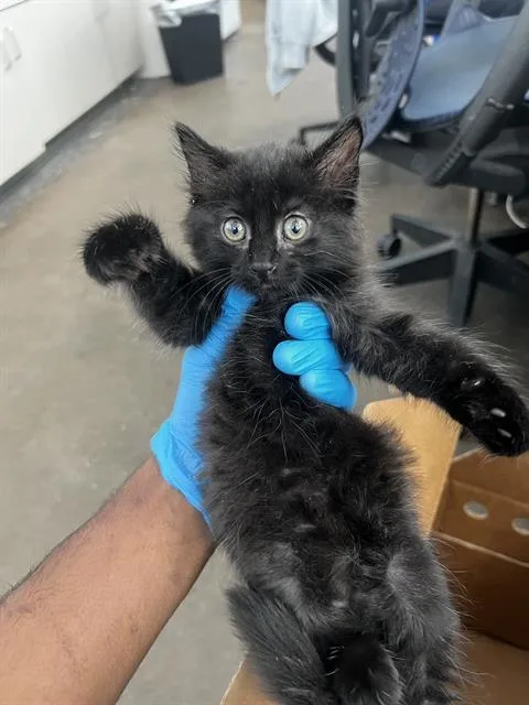 A baby medium-sized female Domestic Long Hair cat named Jolene for adoption in Dallas, TX