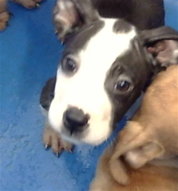 A baby large-sized male Mixed Breed dog named Florian for adoption in Dallas, TX
