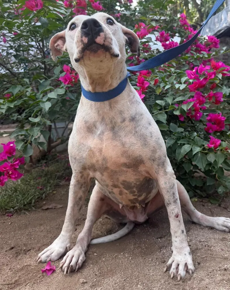 An adult medium-sized female Pit Bull Terrier dog named Pirata for adoption in San Diego, CA