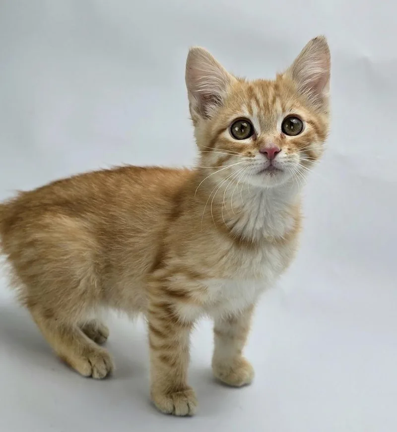 A baby medium-sized male Orange & White Domestic Short Hair cat named Dreadnought for adoption in Sedalia, CO