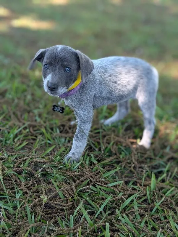 A baby small-sized female Gray / Blue / Silver Australian Cattle Dog / Blue Heeler dog named Leslie for adoption in Aiken, SC