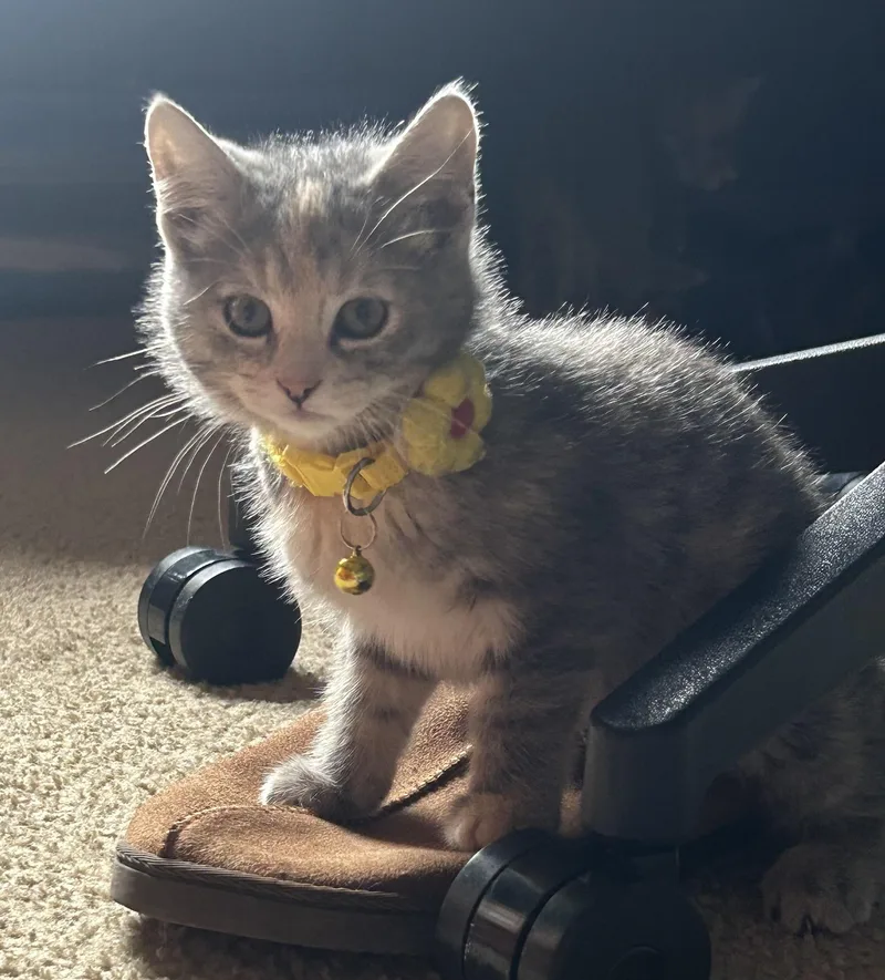 A young medium-sized female Tabby (Gray / Blue / Silver) Domestic Short Hair cat named Emily for adoption in Lemont, IL