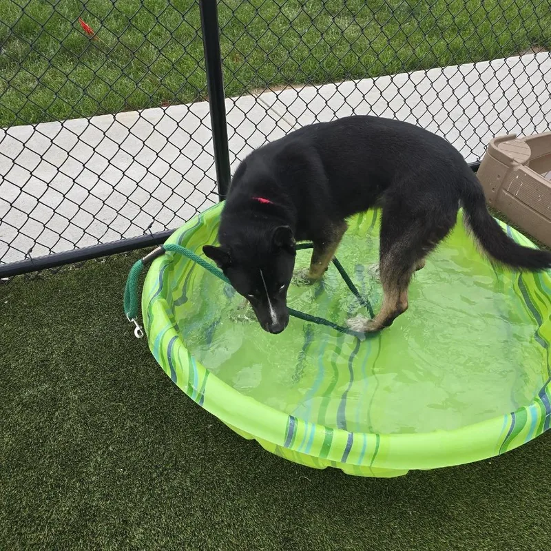 An adult medium-sized male Black Mixed Breed dog named Butter for adoption in Philadelphia, PA