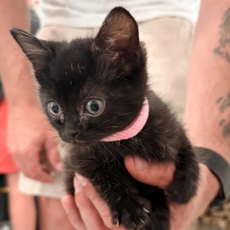 A baby small-sized female Black Domestic Short Hair cat named Cricket for adoption in Kansas City, MO