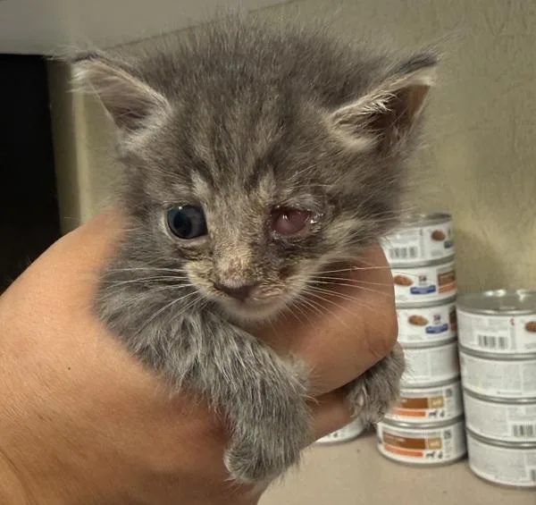 A baby small-sized female Domestic Short Hair cat named Nectarine for adoption in Salisbury, MD