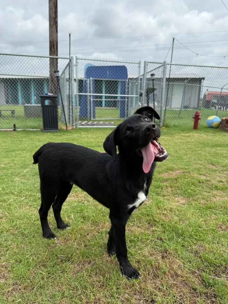 A baby small-sized male Labrador Retriever dog named Noir for adoption in Glen Rose, TX