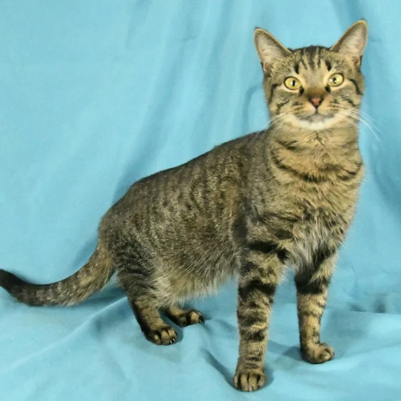 A young medium-sized female Brown / Chocolate Domestic Short Hair cat named Penelope for adoption in Natchez, MS