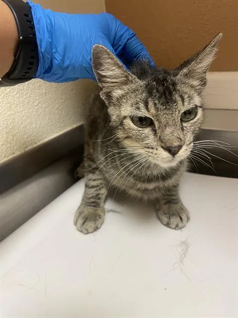 A young small-sized female Domestic Short Hair cat named Caitlyn for adoption in Fairfield, CA