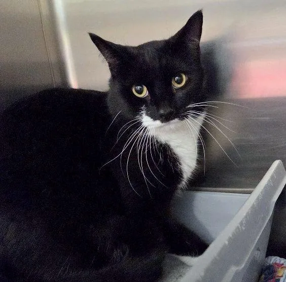 An adult medium-sized male Black & White / Tuxedo Domestic Short Hair cat named Bentley for adoption in Henderson, NV