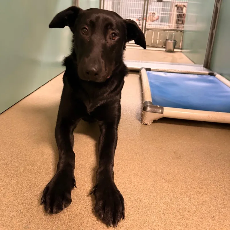 A young large-sized female Black Shepherd dog named Luna May for adoption in Lynchburg, VA