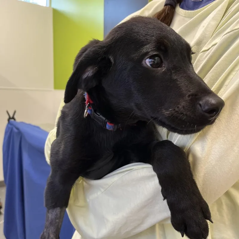 A baby small-sized male Black Labrador Retriever dog named Roy G Biv for adoption in Austin, TX