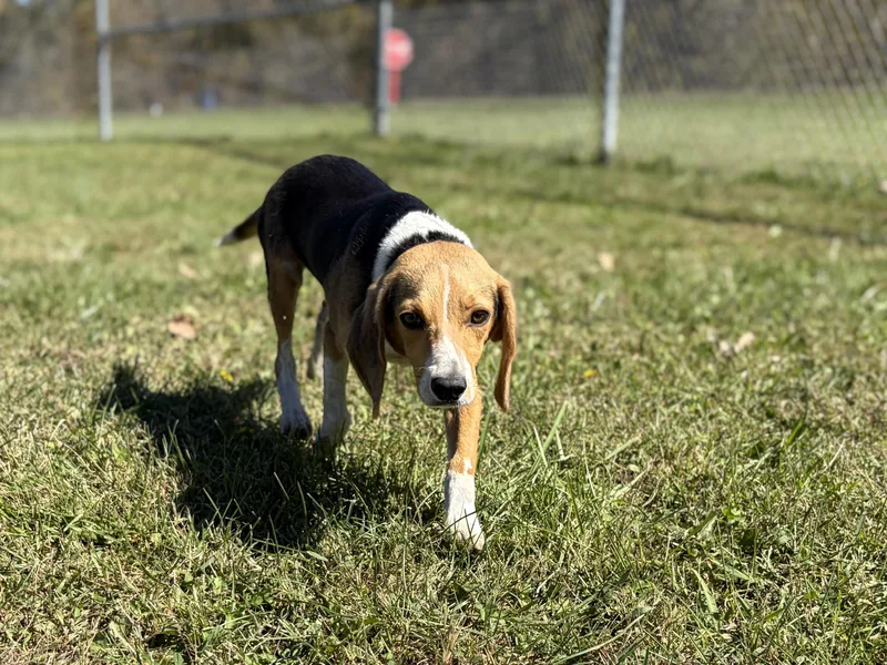 An adult small-sized female Tricolor (Brown, Black, & White) Beagle dog named Spice for adoption in Pomeroy, OH