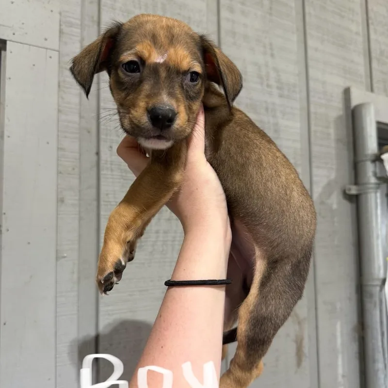 A baby medium-sized male Brown / Chocolate Labrador Retriever dog named Potato for adoption in Pawling, NY