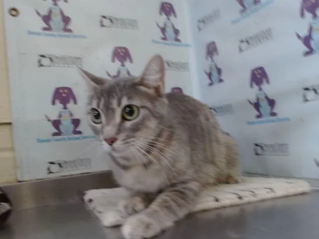 A young small-sized female Domestic Short Hair cat named Unicorn for adoption in Orlando, FL