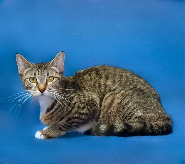 A young medium-sized female Domestic Short Hair cat named Aurelia for adoption in Baldwin Park, CA
