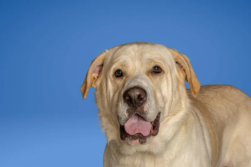 An adult large-sized male Labrador Retriever dog named Teddy for adoption in Tyler, TX