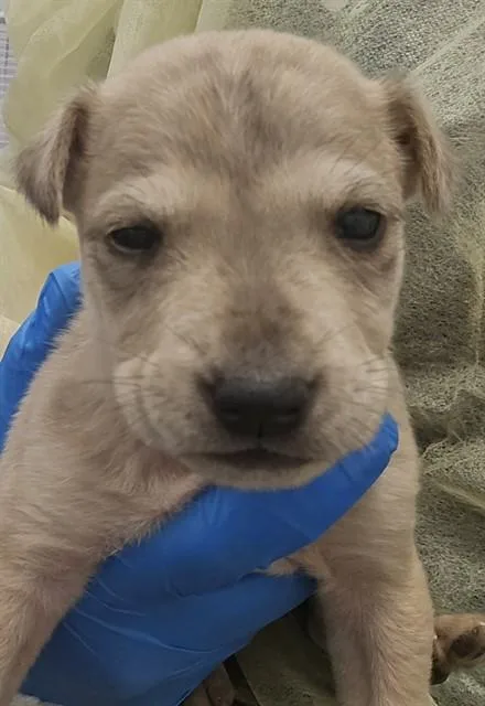 A baby small-sized male Terrier dog named Dusty for adoption in Tucson, AZ