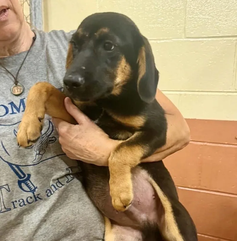 A baby medium-sized male Brown / Chocolate Shepherd dog named Pup Independence for adoption in Washington, DC