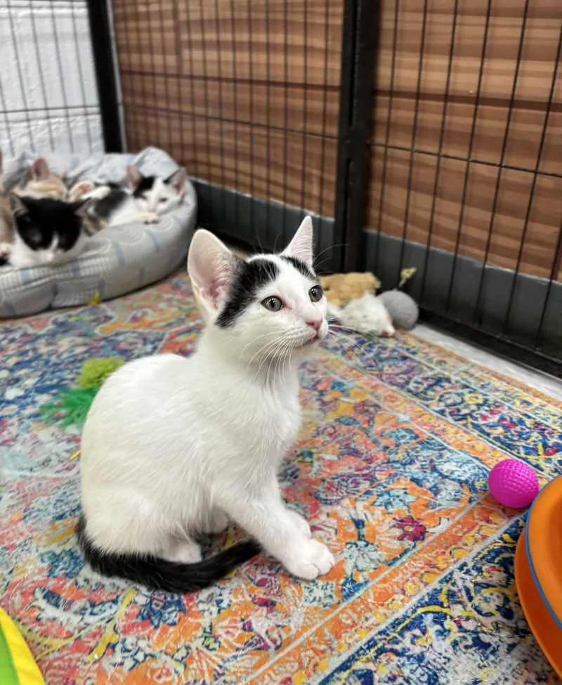 A baby small-sized male Domestic Short Hair cat named Linguine for adoption in Southaven, MS
