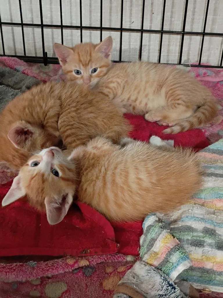 A baby small-sized male Domestic Short Hair cat named Muscari for adoption in LIberty, NY