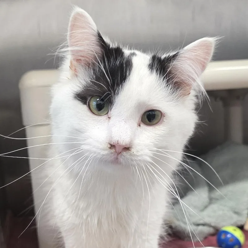 A young medium-sized male White Domestic Short Hair cat named Snowball for adoption in Fort Wayne, IN