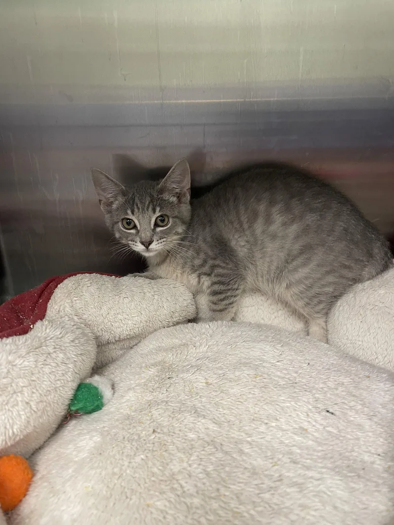 A baby medium-sized male Tabby cat named Penne for adoption in Georgetown, KY