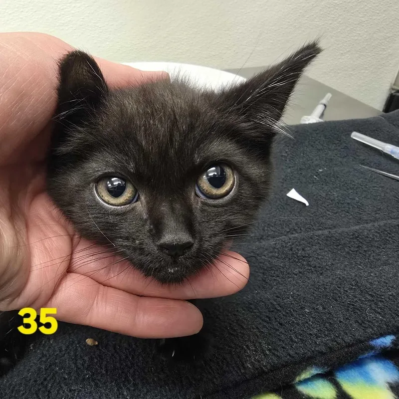 A baby small-sized female Black Domestic Short Hair cat named Lux for adoption in Spokane, WA