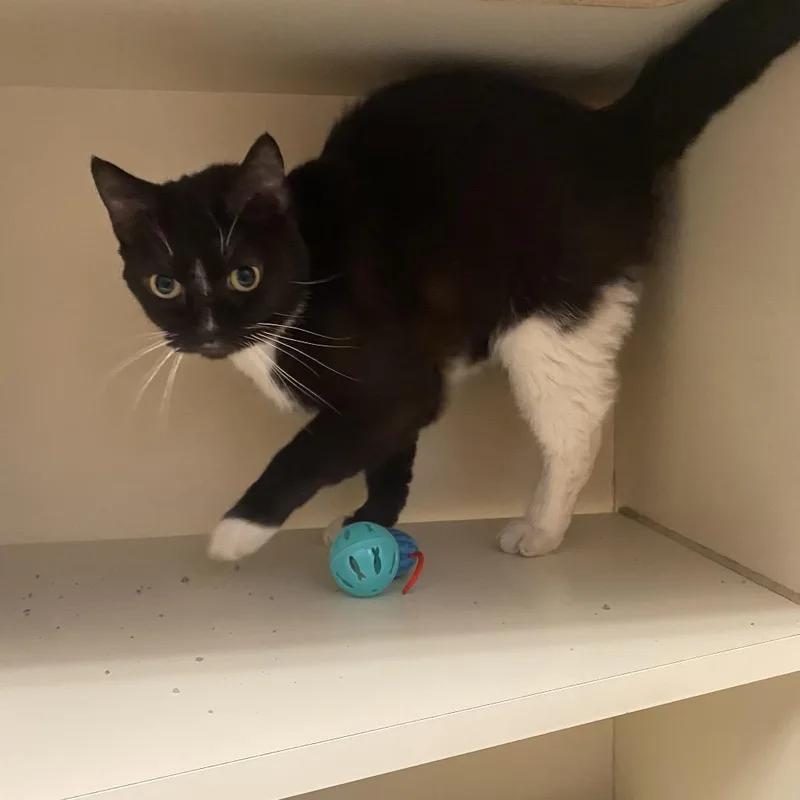 A senior large-sized male Domestic Short Hair cat named Grackle for adoption in Dayton, OH