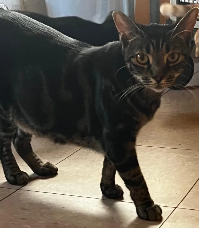 Sirracha thumbnail 2