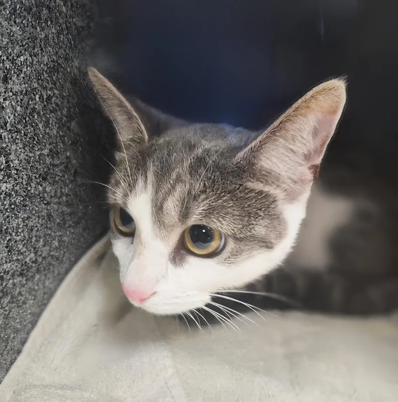 An adult small-sized female Tabby (Gray / Blue / Silver) Domestic Short Hair cat named Sandra for adoption in Nashville, TN
