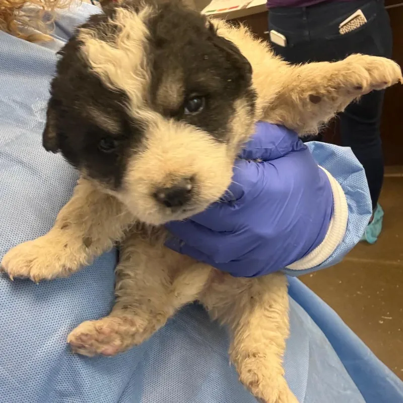 A baby small-sized male White / Cream Great Pyrenees dog named Lcbingo for adoption in Tulsa, OK