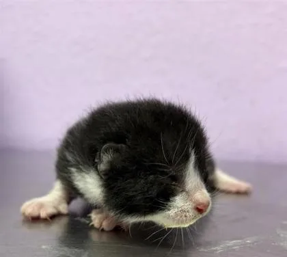 A baby small-sized female Black Domestic Short Hair cat named 61776537 for adoption in El Paso, TX