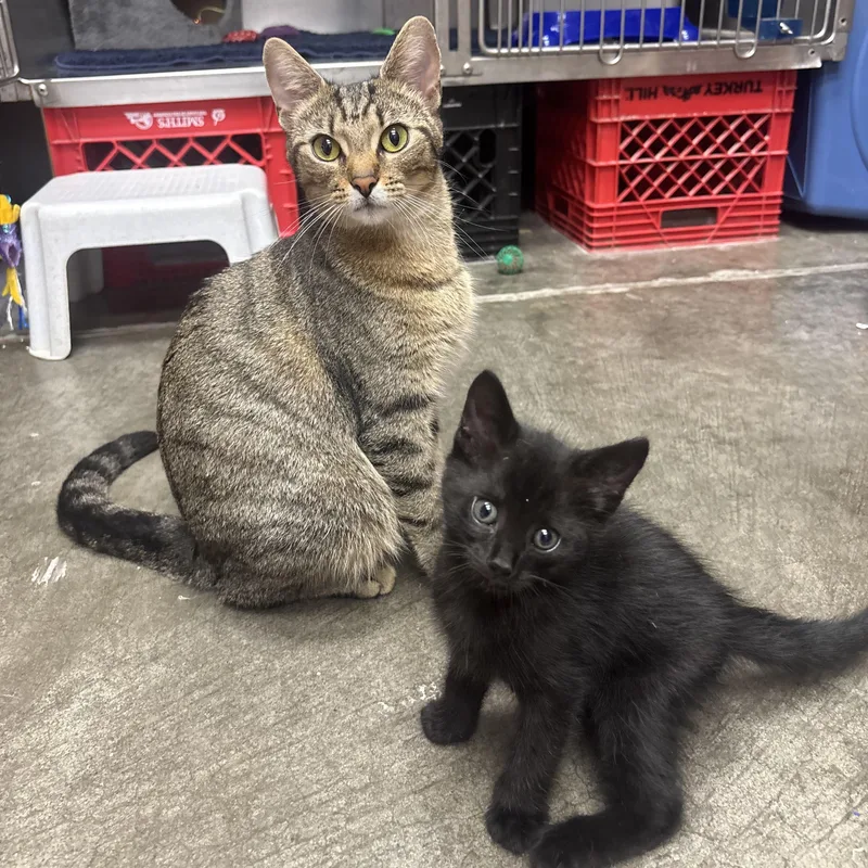 A young small-sized female Black Domestic Short Hair cat named Freda & Felix for adoption in Waynesburg, PA
