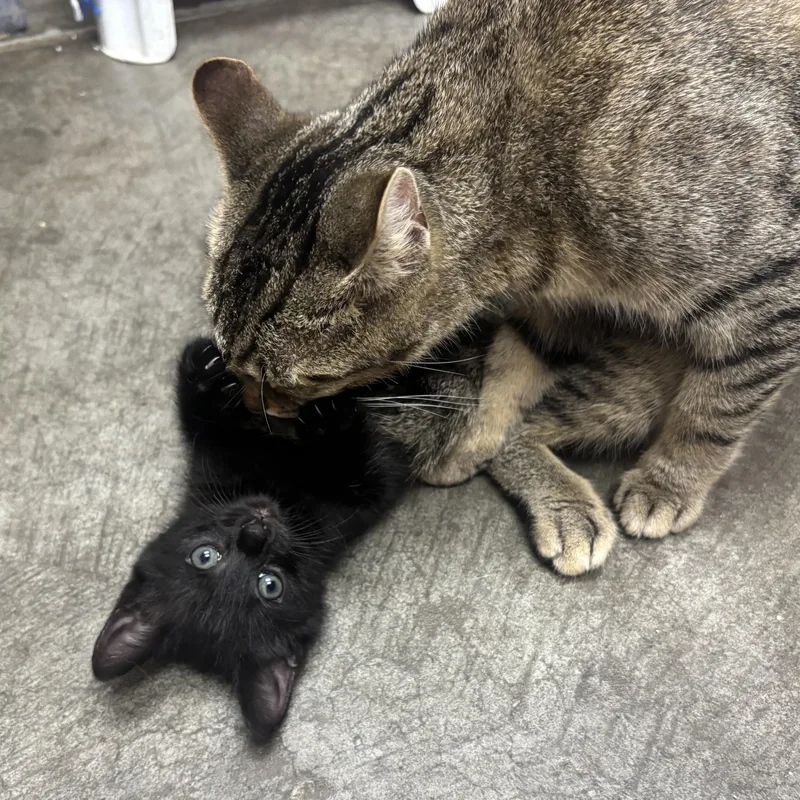 Freda & Felix thumbnail 3