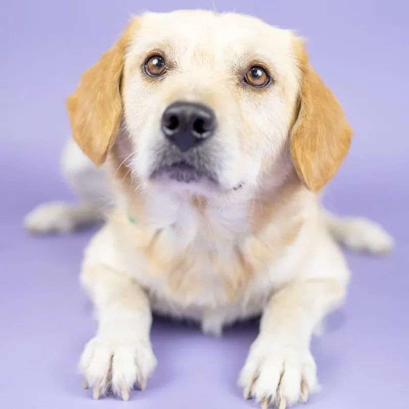 A young medium-sized male Yellow / Tan / Blond / Fawn Mixed Breed dog named Kevin for adoption in Portland, OR