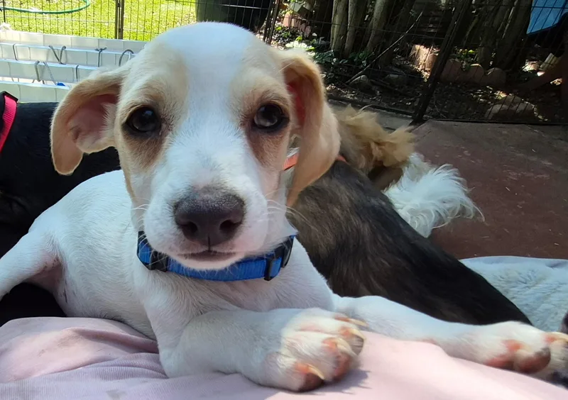 A baby small-sized male White / Cream Papillon dog named Hermes for adoption in Long Beach, CA
