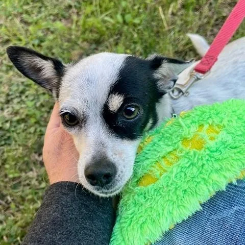 Sweet Potato thumbnail 2