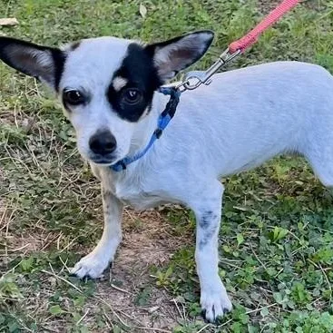 Sweet Potato thumbnail 3