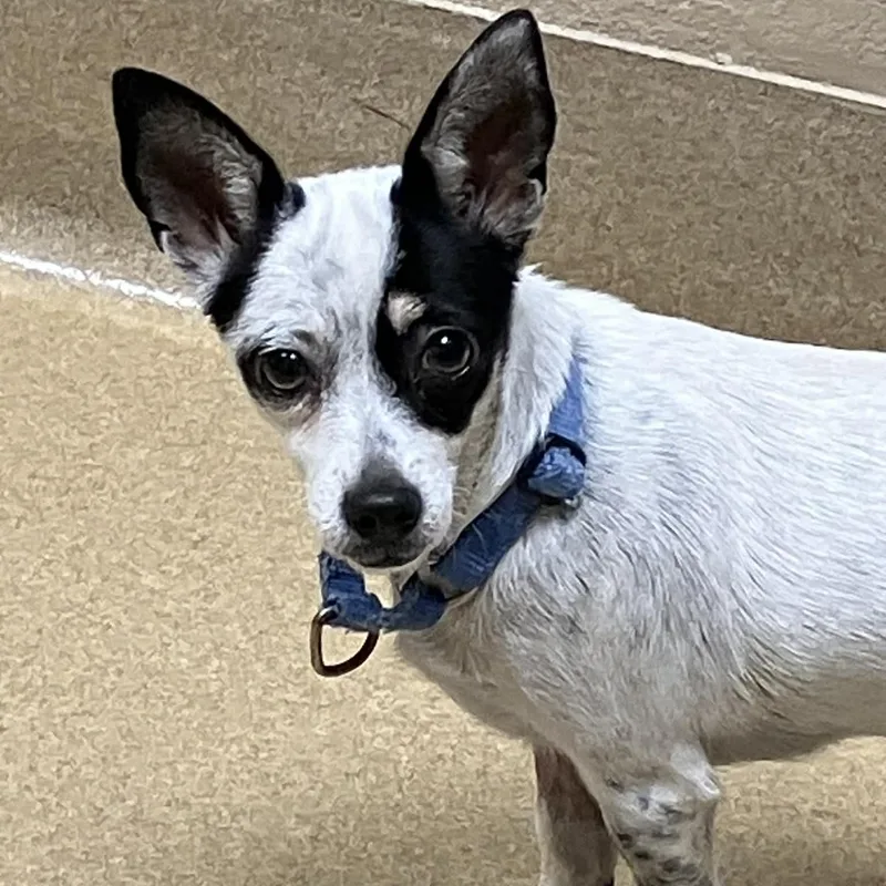 Sweet Potato thumbnail 4