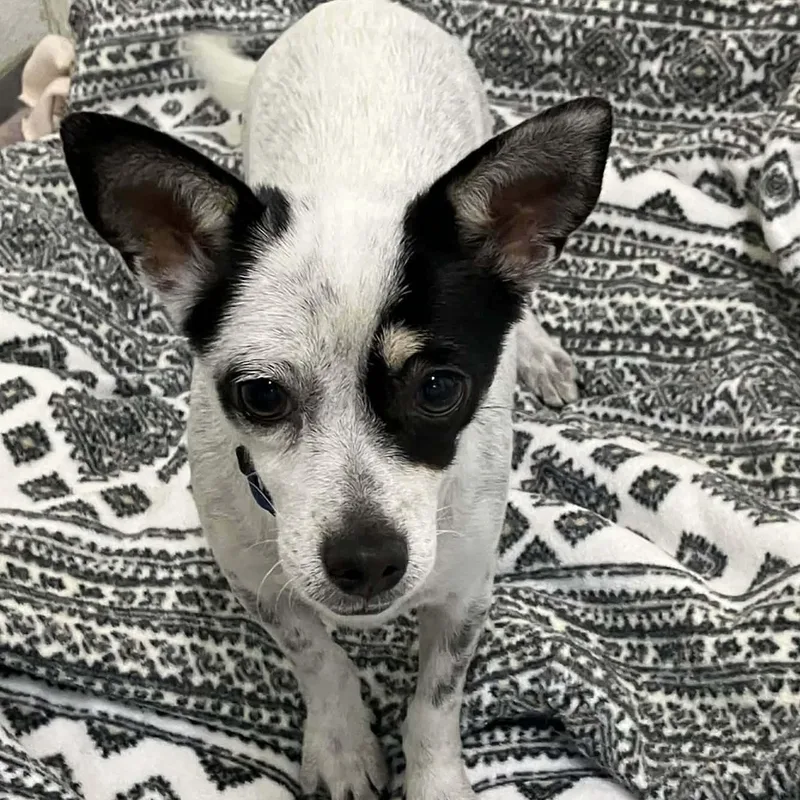 A young small-sized female White / Cream Chihuahua dog named Sweet Potato for adoption in Marana, AZ
