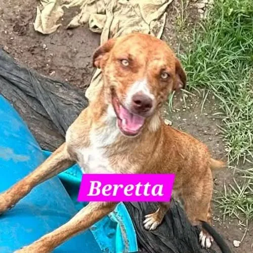 A young medium-sized female Brown / Chocolate Hound dog named Beretta for adoption in Madill, OK