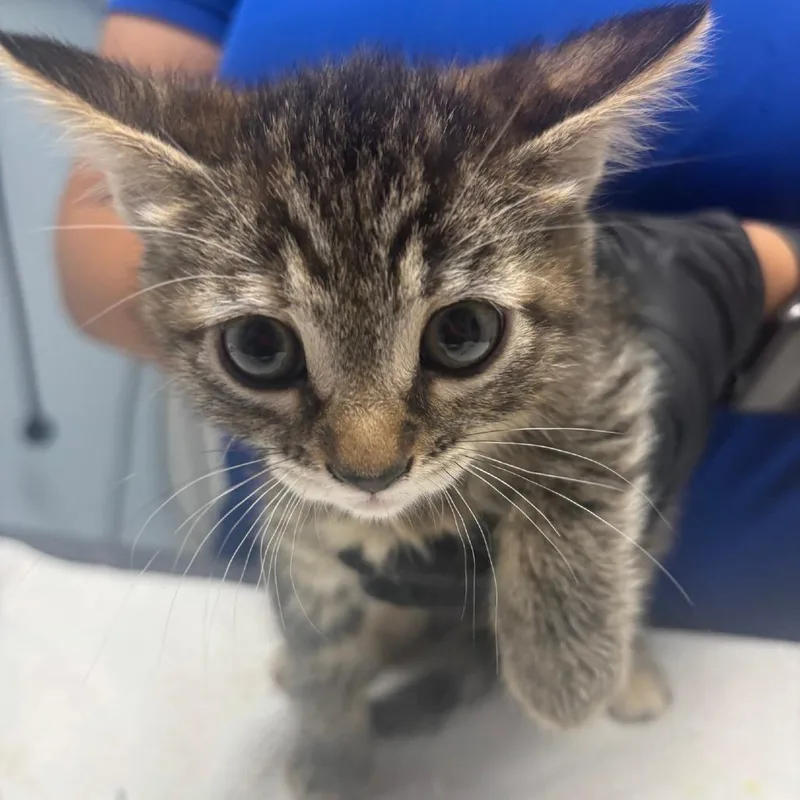A baby small-sized female Brown / Chocolate Domestic Short Hair cat named Pastrami for adoption in Riverside, CA