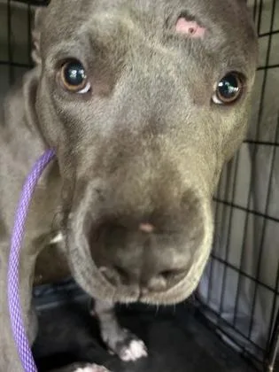 An adult large-sized male Pit Bull Terrier dog named Ricco for adoption in Atlanta, GA
