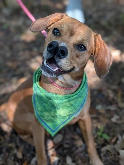A young medium-sized female Hound dog named Mocha for adoption in Gulfport, MS